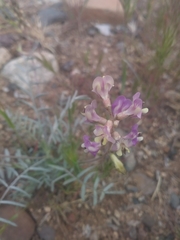 Astragalus arizonicus