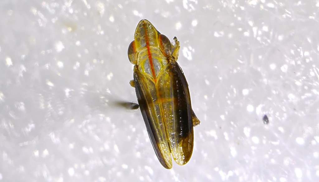Ommatidiotus longiceps