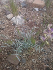 Astragalus arizonicus