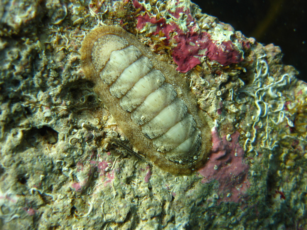 Corroded Ischnochiton
