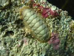 Ischnochiton cariosus
