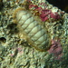Corroded Ischnochiton - Photo (c) Helen Crawford, some rights reserved (CC BY-NC-ND), uploaded by Helen Crawford