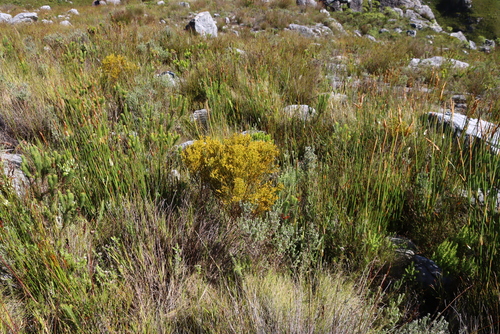 Image of Thesium quinqueflorum by (c) Tony Rebelo, some rights reserved (CC BY-SA)