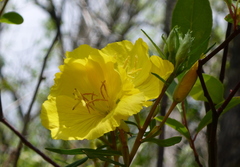 Oenothera fruticosa var. fruticosa image