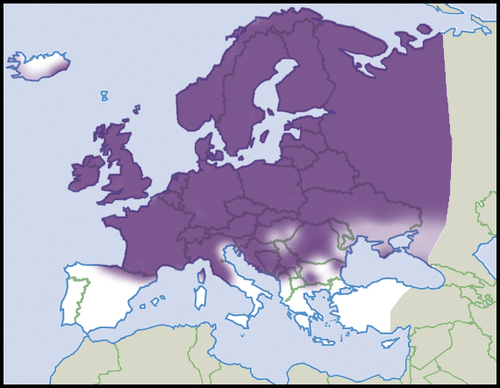 Toothless Chrysalis-snail