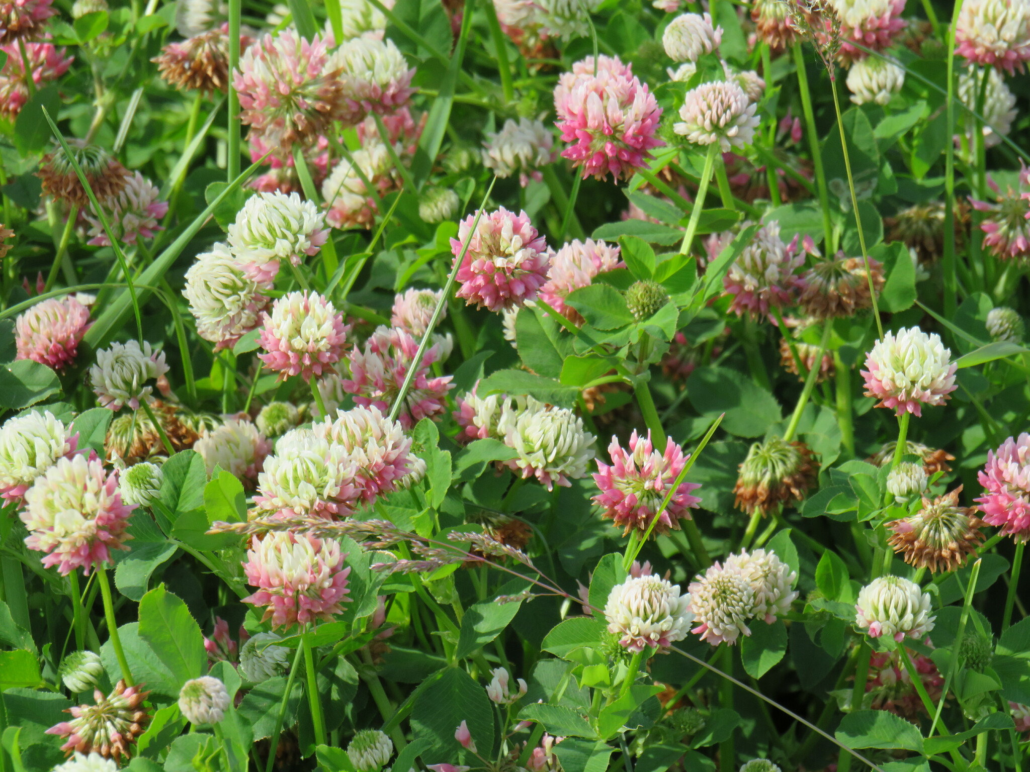 Trifolium hybridum