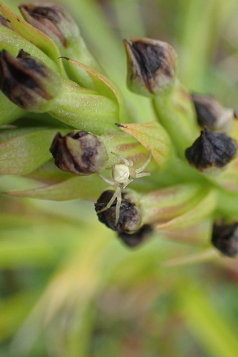 Image of Evotella carnosa by (c) Nicola van Berkel, some rights reserved (CC BY-SA)