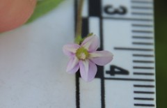 Convolvulus simulans