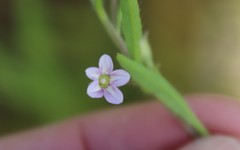 Convolvulus simulans
