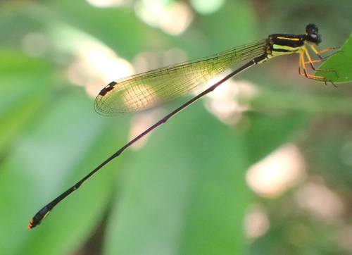 Allocnemis elongata