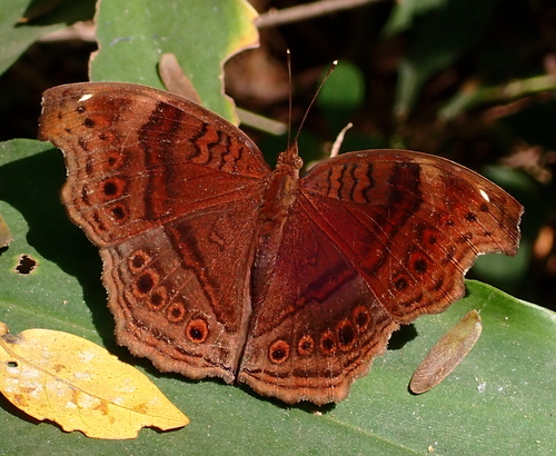 Junonia stygia