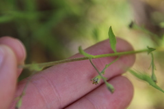Convolvulus simulans