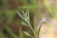 Convolvulus simulans