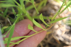 Convolvulus simulans