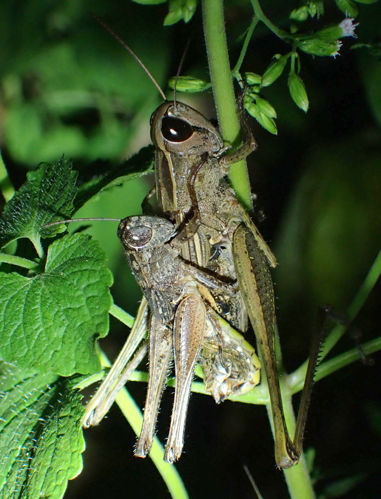 Metaxymecus patagiatus