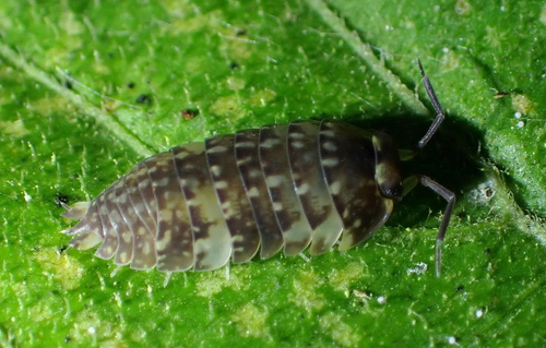 Periscyphops variabilis (Periscyphops variabilis)