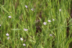 Convolvulus simulans