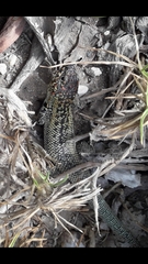 Liolaemus zapallarensis