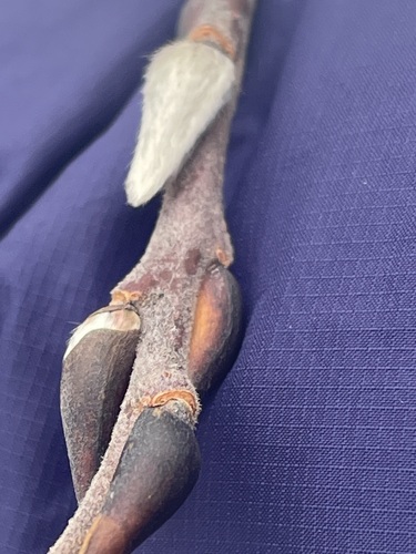 Foto de Salgueiro cinza