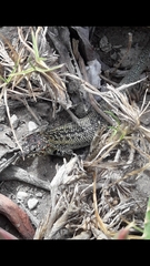 Liolaemus zapallarensis