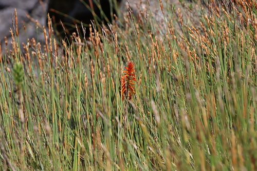 Image of Kniphofia tabularis by (c) Tony Rebelo, some rights reserved (CC BY-SA)