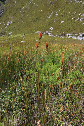 Image of Kniphofia tabularis by (c) Tony Rebelo, some rights reserved (CC BY-SA)