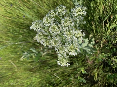Lepidium draba