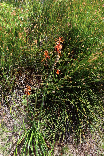 Image of Kniphofia tabularis by (c) Tony Rebelo, some rights reserved (CC BY-SA)