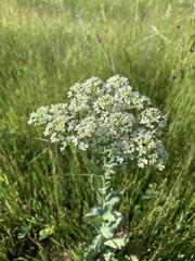Lepidium draba