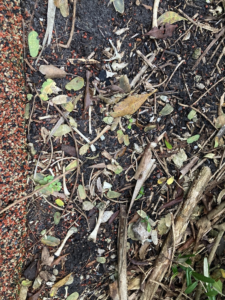 Reptiles from SW 117th Ave, Davie, FL, US on January 14, 2024 at 0232