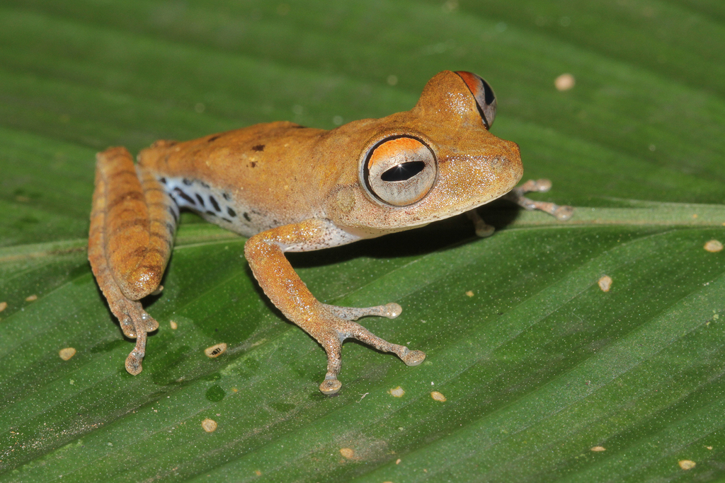 Amapa Treefrog