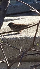 Passer domesticus