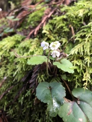 Veronica californica