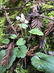 Veronica californica