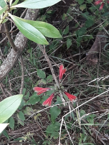 Alstroemeria psittacina