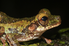 Helena's Slender-Legged Treefrog photo 3