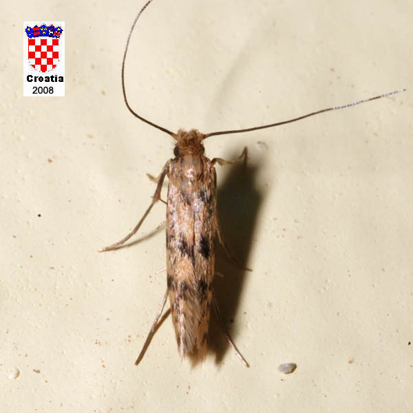 Black-spot Clothes Moth