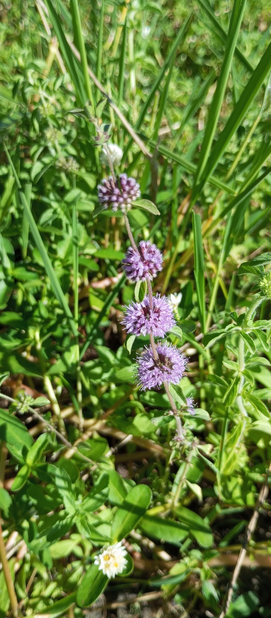 Imagem de Hortelã-pimenta