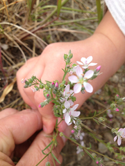 Hesperolinon congestum