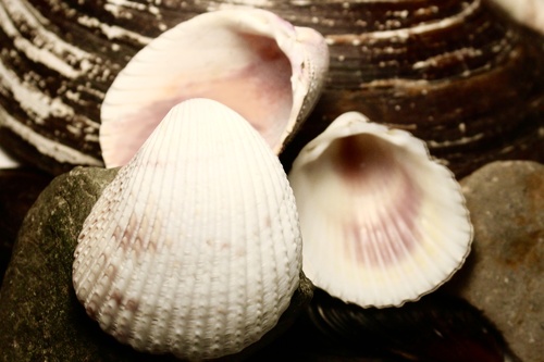 Florida Prickly Cockle