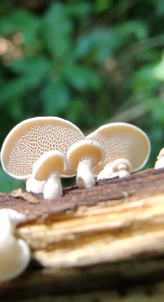 Panellus pusillus · January 2024 · photo: © lelacappelli (iNaturalist, cc0)