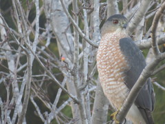 Accipiter cooperii