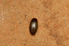 Copelatus chevrolati