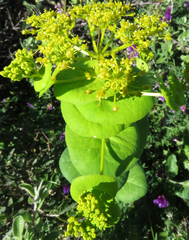 Smyrnium perfoliatum rotundifolium