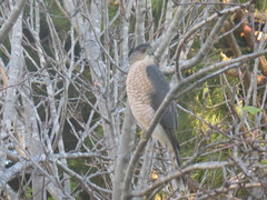 Accipiter cooperii
