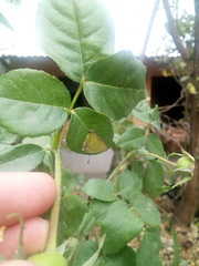 Cyanophrys miserabilis