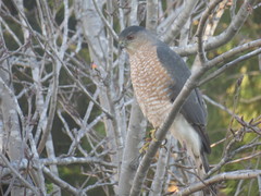 Accipiter cooperii