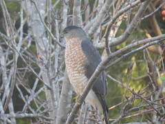 Accipiter cooperii