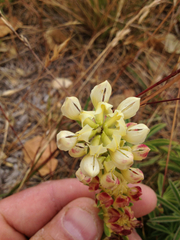 Lupinus microcarpus