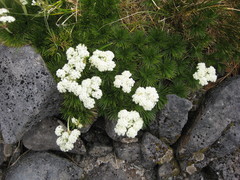 Aciphylla congesta
